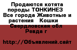 Продаются котята породы ТОНКИНЕЗ - Все города Животные и растения » Кошки   . Свердловская обл.,Ревда г.